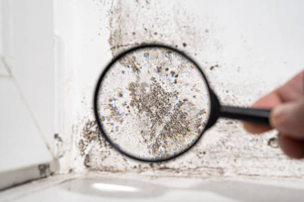 Best Mold Prevention Services  in Whittingham, NJ